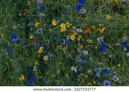 Colorful flowers in the meadow. Summer flowers on a green field in the park. Flower beds, colorful summer flower bed from above. Meadow flowers. Wild flower mix.