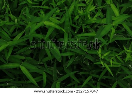 Shape and pattern of freshness green leaves for the natural background and wallpaper