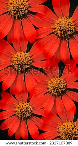 Dimensional bright red flower background image