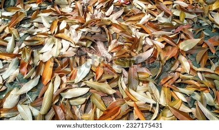 Golden leaves on the ground, natural waste
