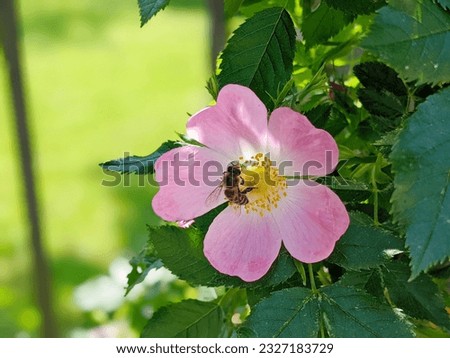 Close up of a dog rose with copyspace, Rosa canina, with green leaves in summer. Royalty-Free Stock Photo #2327183729