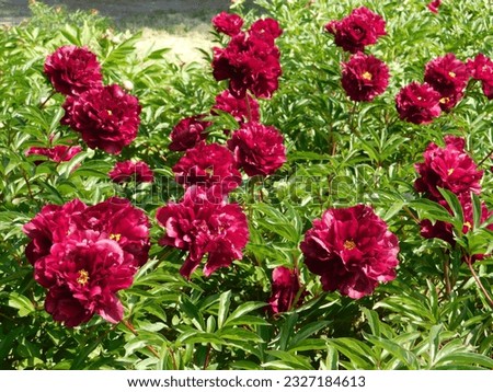 beautiful blooming peonies with red petals