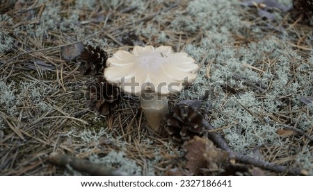 Mushrooms in the forest litter