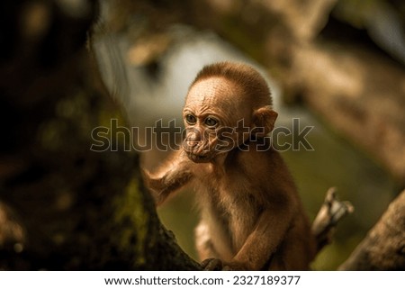 This picture showing forest  , A monkey sit in tree and doing many activity .