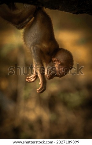 This picture showing forest  , A monkey sit in tree and doing many activity .