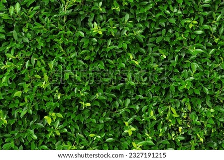 Fresh deep green leaves branches Background