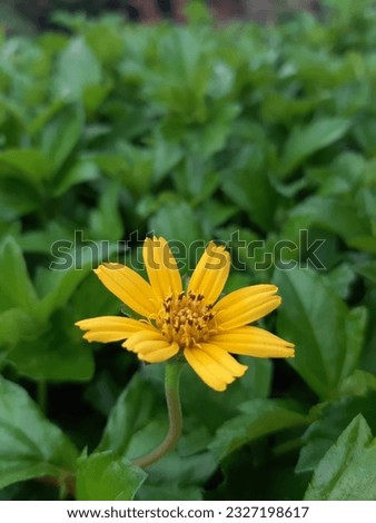 This beautiful small yellow flower is a flower from a weed. It looks like a sunflower, but is small.