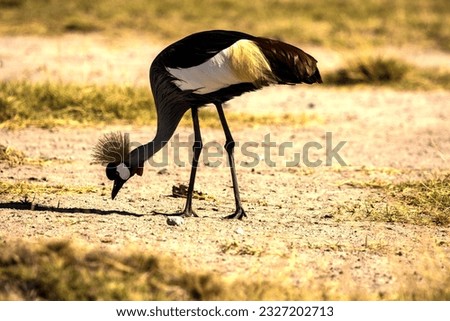 The crowned crane is one of the most elegant animals and its very photogenic 