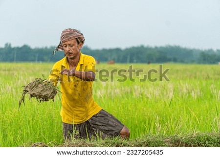 indian farmer doing agricultural activities on a farm