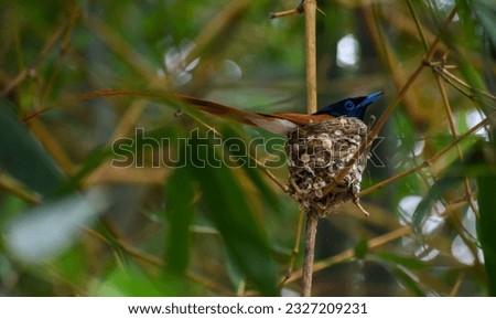 paradise fly catcher with his nest ...