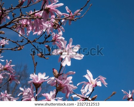 Close-up shot of the Pink star-shaped flowers of blooming Star magnolia - Magnolia stellata cultivar 'Rosea' in bright sunlight in early spring with dark blue sky in background Royalty-Free Stock Photo #2327212513