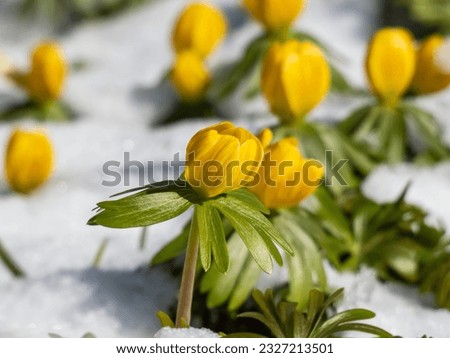 Macro of a group of the Winter aconite (Eranthis hyemalis) flowers surrounded and covered with snow in bright sunlight in early spring. One of the earliest flowers in the garden Royalty-Free Stock Photo #2327213501