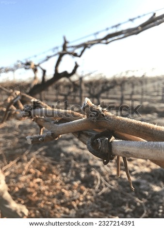pruning old canes and rolling new canes on wires of the grave vine in the early spring.