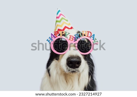 Happy Birthday party concept. Funny cute puppy dog border collie wearing birthday silly hat and eyeglasses isolated on white background. Pet dog on Birthday day. Preparation for party
