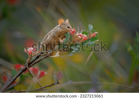 Honey Possum or noolbenger Tarsipes rostratus tiny marsupial feeds on the nectar and pollen of yellow bloom, important pollinator for Banksia attenuata and coccinea and Adenanthos cuneatus. Royalty-Free Stock Photo #2327215061