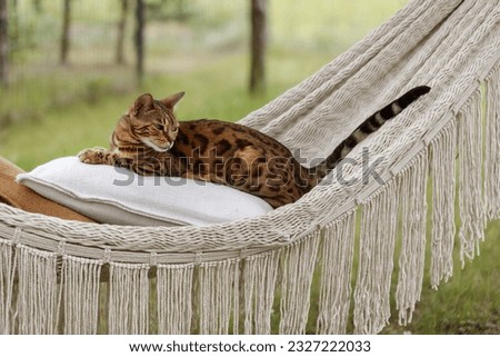 Bengal cat relaxing in hammock 
