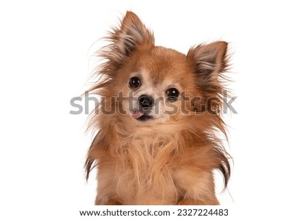 adorable chihuahua isolated on white