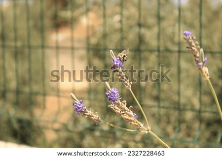 A lavander Flower and A Bee