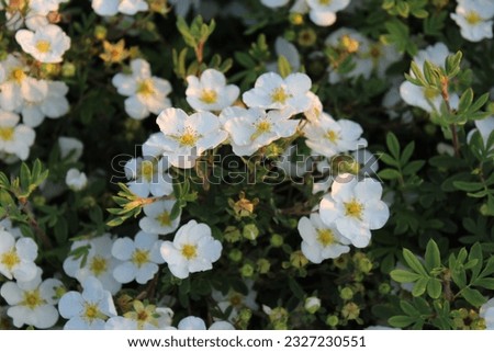 Potentilla fruticosa 'Abbotswood', bush with white blossoms Royalty-Free Stock Photo #2327230551