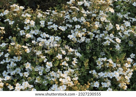 Potentilla fruticosa 'Abbotswood', bush with white blossoms Royalty-Free Stock Photo #2327230555