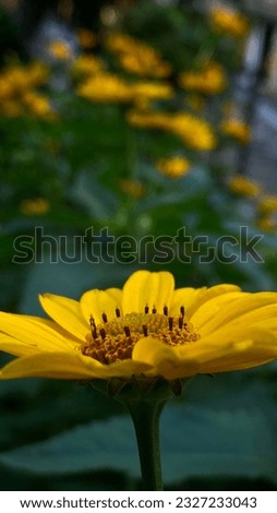 Big yellow flower in summer garden.