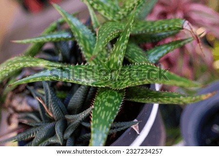 ornamental plant Aloe jucunda that grows in the yard, belongs to the species of succulent plants belonging to the Asphodelaceae family, native to Somalia