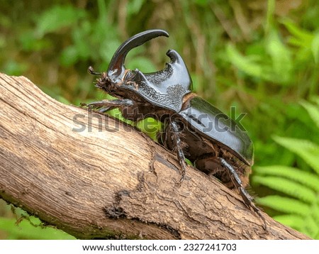 Rhinoceros beetles or Hercules beetle, unicorn beetle or horn beetle. (Dynastinae) are a subfamily of the scarab beetle family (Scarabaeidae). Royalty-Free Stock Photo #2327241703