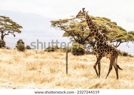 Meet the giraffe one of the tallest mammals and feeds on tree canopies  