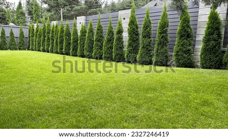 Landscaping in the courtyard of a private house. Green arborvitae planted in a row on a green lawn. Thuja living fence. Royalty-Free Stock Photo #2327246419