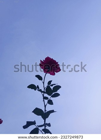 silhouette of a red rose in the garden at dusk 