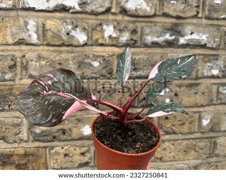 philodendron pink princess
heavily  variegated rare plant