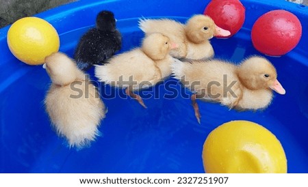 cute ducklings swimming, cute ducklings swimming in the water, ducklings swimming in the pond, 3 weeks old ducklings