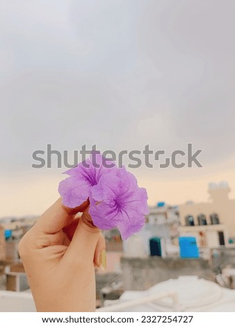 Purple Flower Photography, Beautiful purple water kanon flower, Purple Flower, Flower Photography, Sunset Photography, Beautiful view