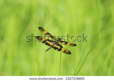 Dragonfly in hong kong wetland park