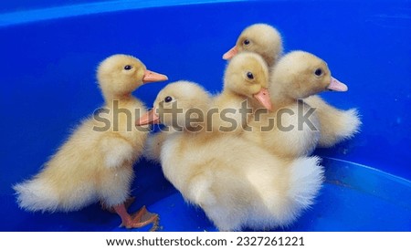 cute and funny ducklings standing isolated on blue background, cute ducklings