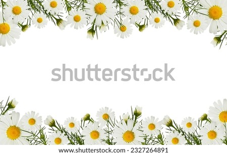 Daisy flowers and buds in a border arrangements isolated on white background