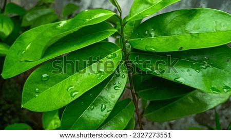 Beautiful morning dew drop on a soursop leaf, selective focus Clean water drop Image in green tones Natural background.