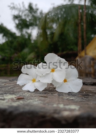 A group of white flowers on a wood surface