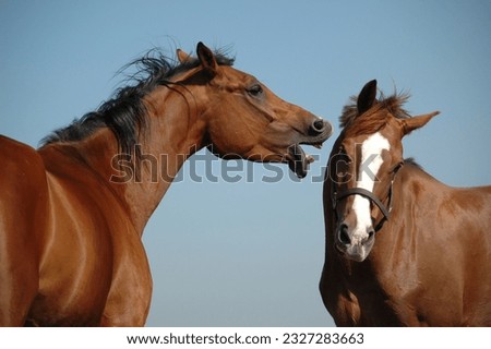 Playfull horses in the pasture Royalty-Free Stock Photo #2327283663