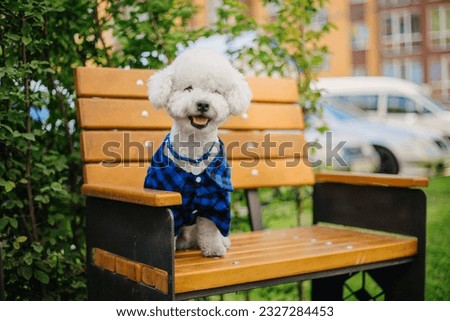 Bichon Frise: Adorable Close-Up Portrait of a Charming Dog with Irresistible Fluffy White Fur, Expressive Eyes, and Playful Personality