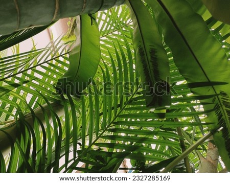 Betel palm tree, air purifying tree Unexpected Features