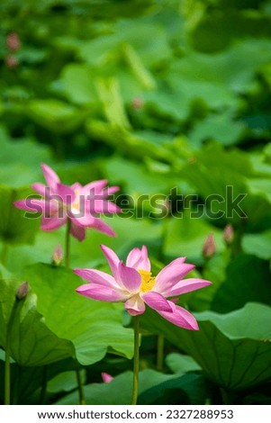 the closeup image of a lotus flower (Nelumbo nucifera). Lotus plants are adapted to grow in the flood plains of slow-moving rivers and delta areas.