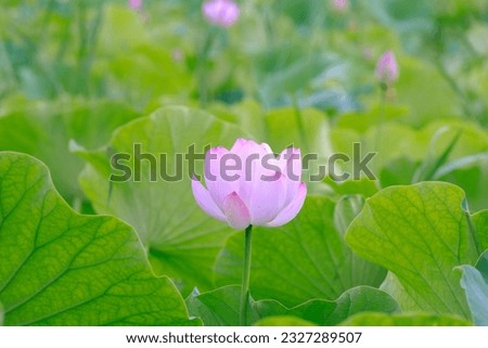 Pink lotus flower in the summer pond