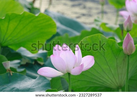 Pink lotus flower in the summer pond