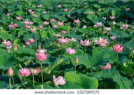 Pink lotus flower in the summer pond Royalty-Free Stock Photo #2327289573