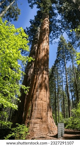 One place to see Giant Sequoia trees in Yosemite National Park is Merced Grove via the Merced Grove Hiking Trail. This grove has around 20 mature trees with trunk diameters ranging from 20-26 feet. Royalty-Free Stock Photo #2327291107
