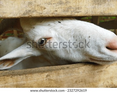 A goat eye close-up picture