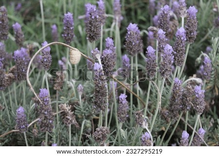 cocoon on lavender. High quality photo