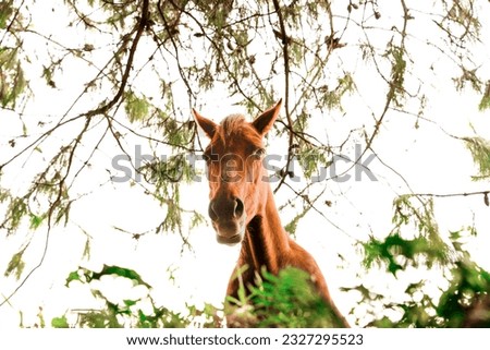 Brown horse showing its head in the bushes. Horse seen from below