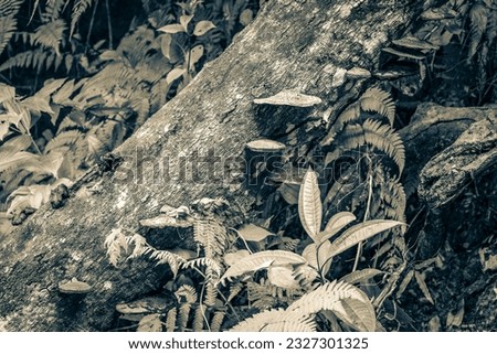 Black and white picture of the tropical natural jungle forest with moss mushrooms fungi lichens on trees hiking trail path on the big island Ilha Grande in Angra dos Reis Rio de Janeiro Brazil.